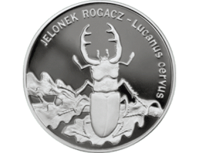 Jelonek rogacz (łac. Lucanus cervus)